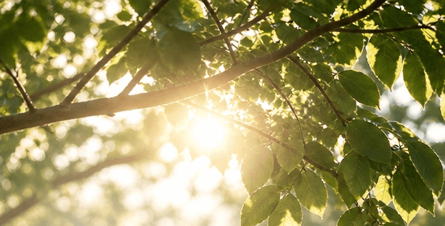 Luz natural atravessando folhas verdes